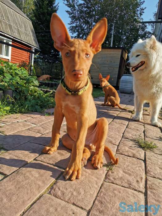 Фараонова собака, фотография 2