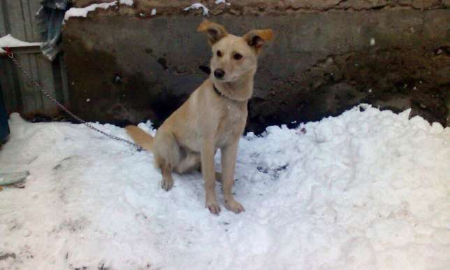 Подарите дом и семью Джою., фотография 2