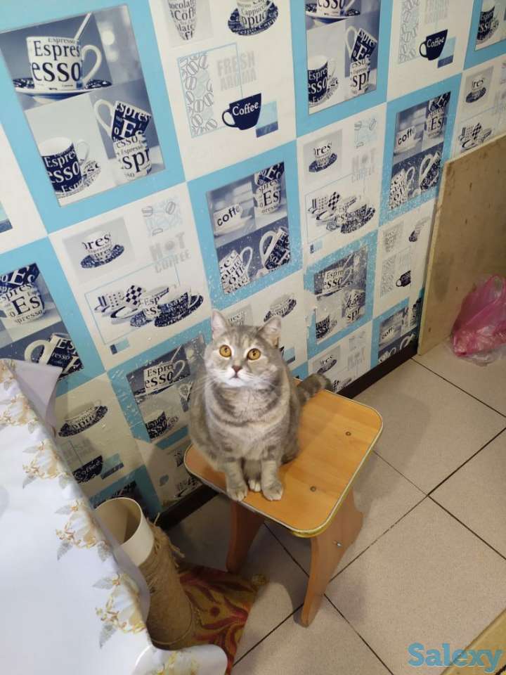 Отдам кошку в добрые руки, фотография 2