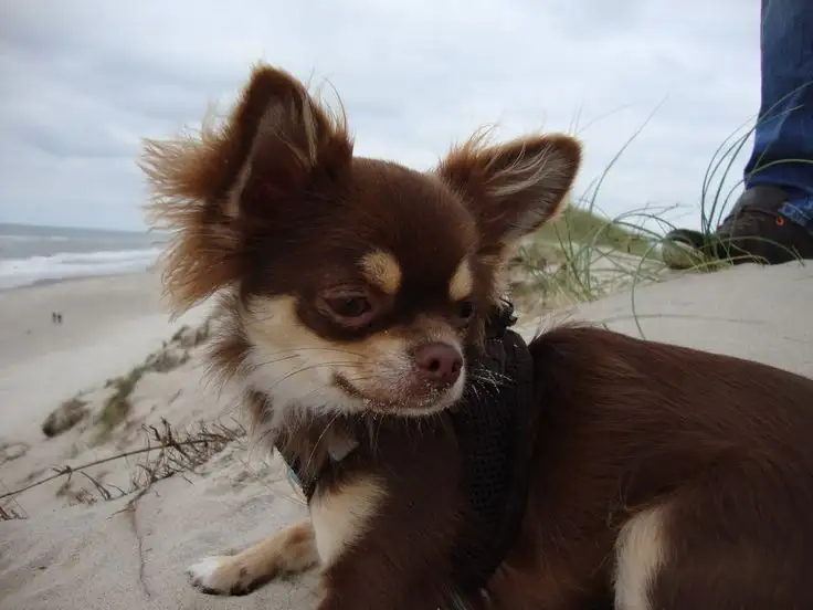 Возьму куплю чихуахуа, фотография 2