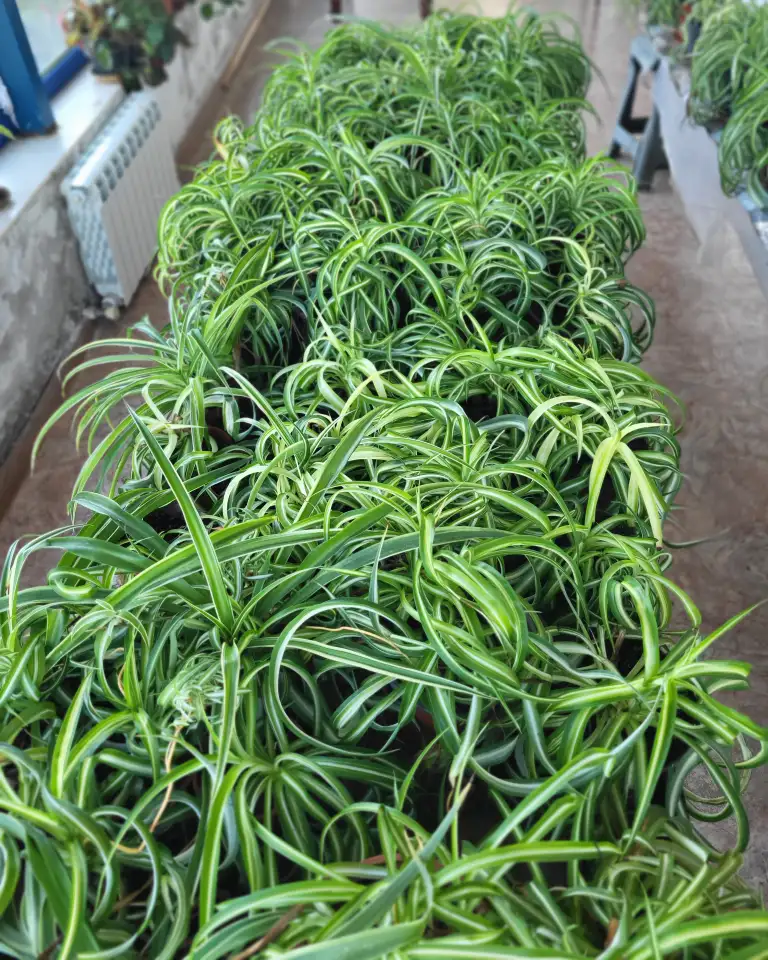 Хлорофитум, фотография 1