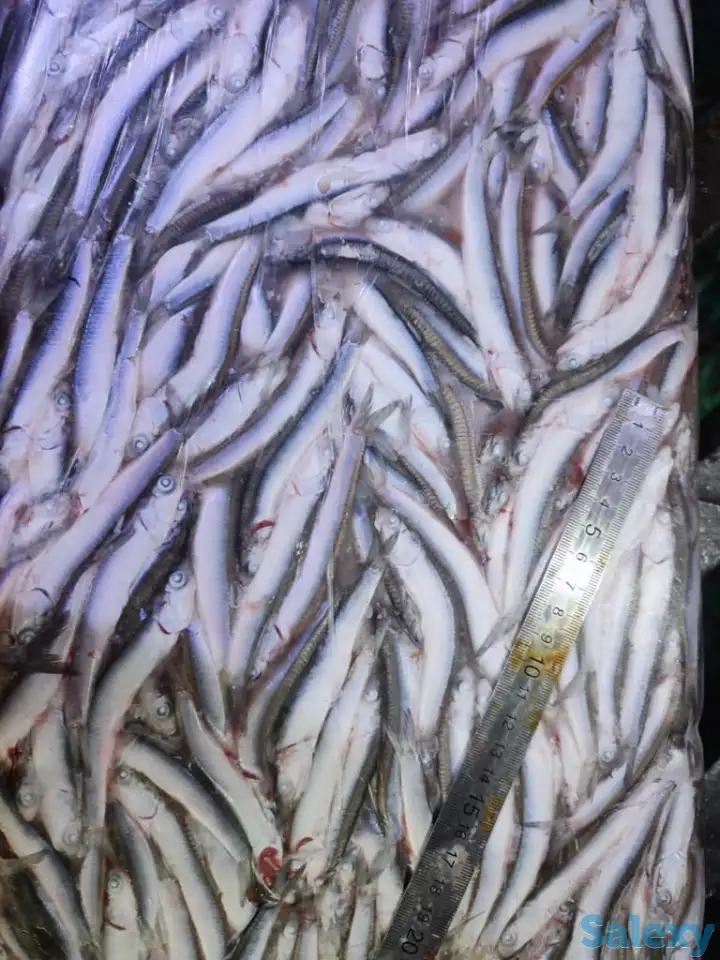 ХАМСА черноморская, фотография 1