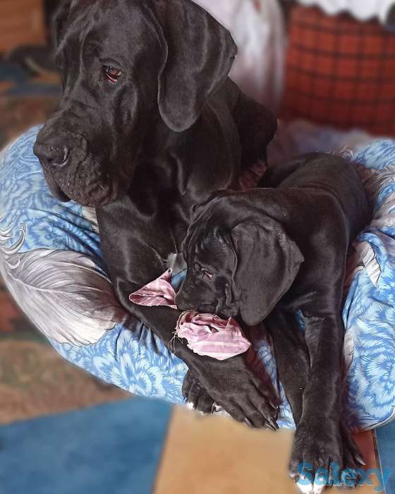 Продам щенков немецкого дога, фотография 1