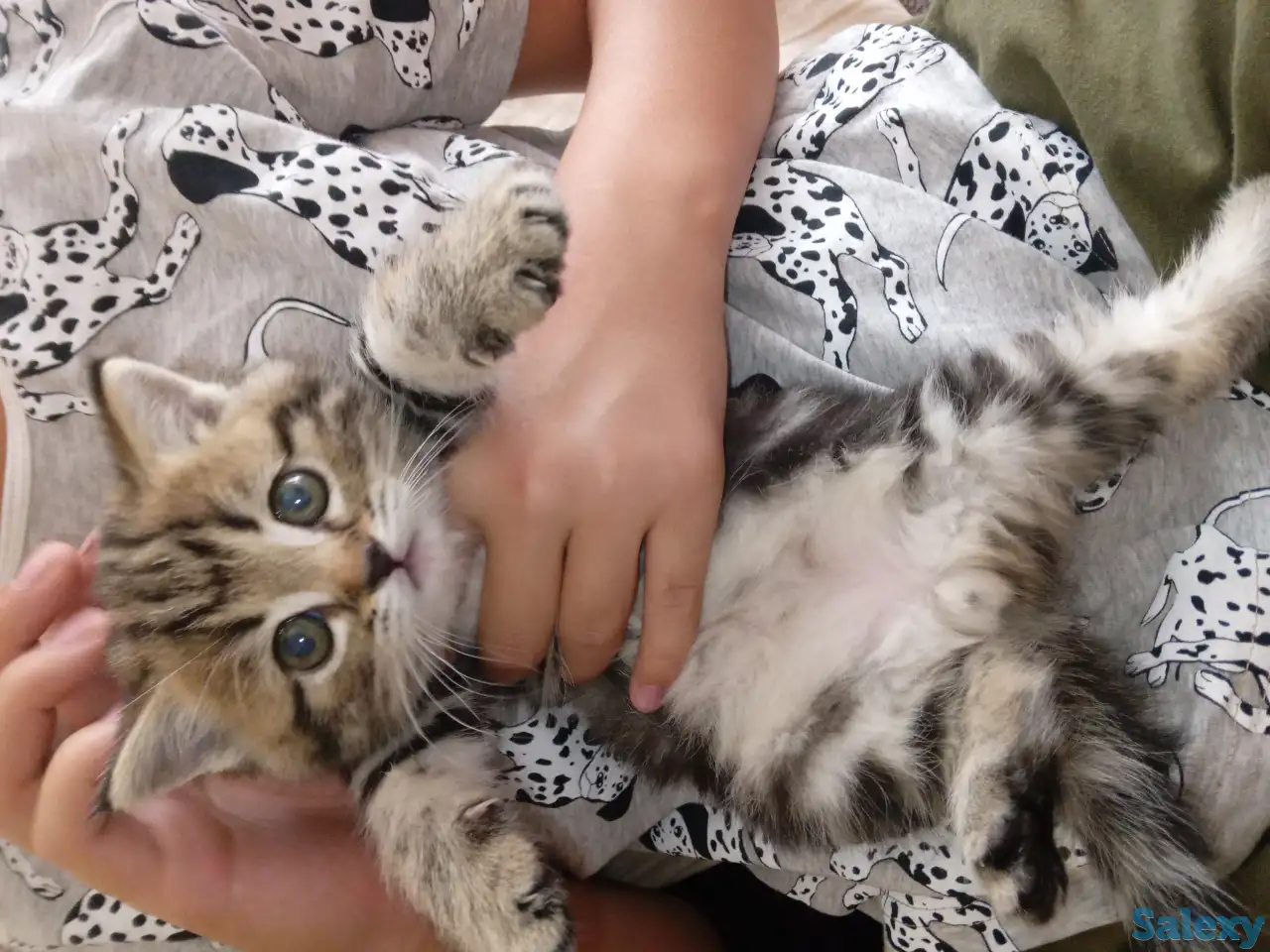 Котята, фотография 2