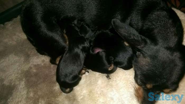 Мини-той терьер, фотография 2