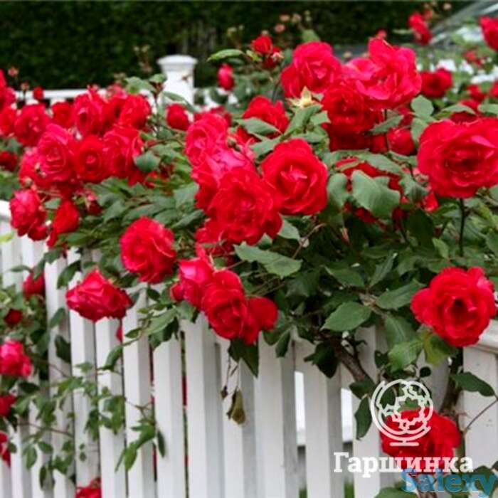 Роза байкал плетистая, топалович, фотография 1