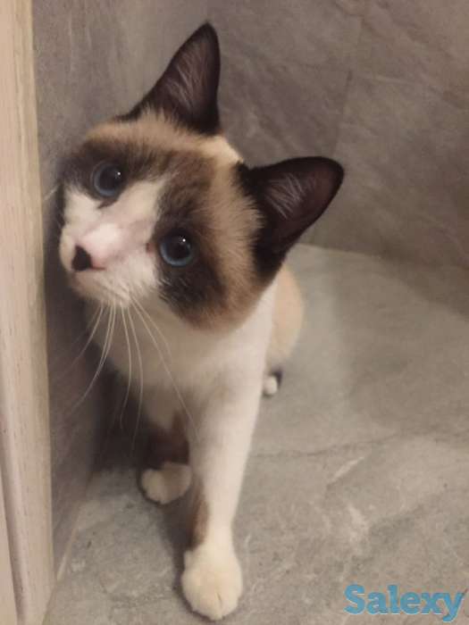 Отдаём кота, фотография 4