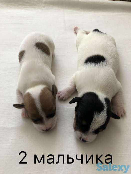 Щенки Джер Рассел Терьер, фотография 1