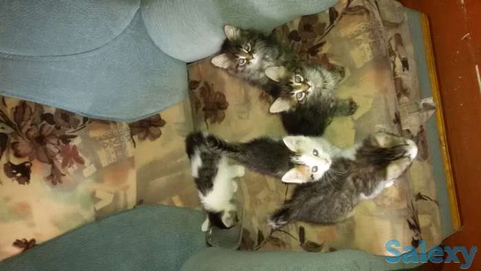 Отдам котят в добрые руки, фотография 1