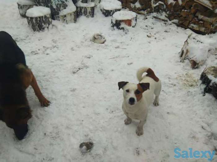 Потерялся друг, фотография 1