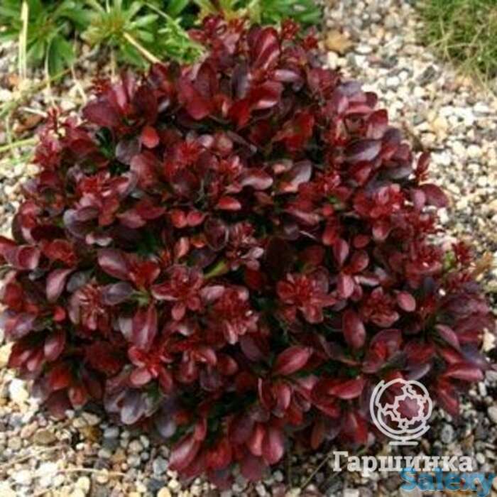 Барбарис атропурпуреа нана, фотография 1