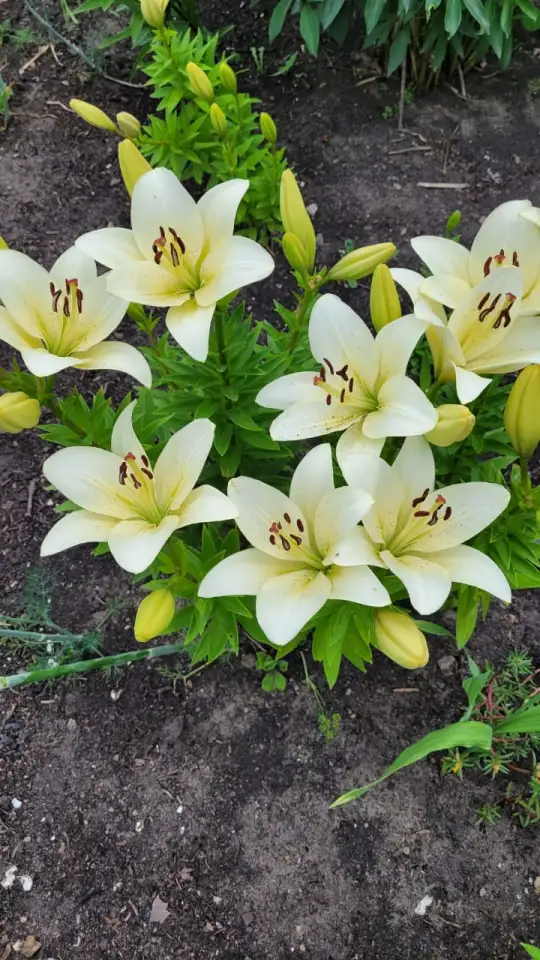 Продам дачу. Садоводческое товарищество Борки, фотография 1