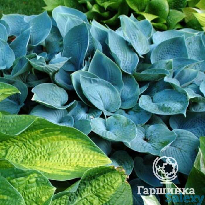 Хоста Хедспен Блу (SM), фотография 1