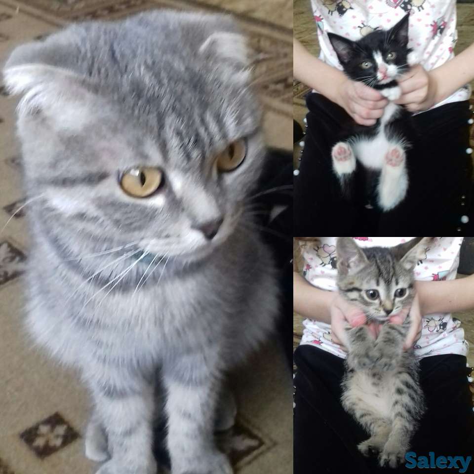 Котята, фотография 1