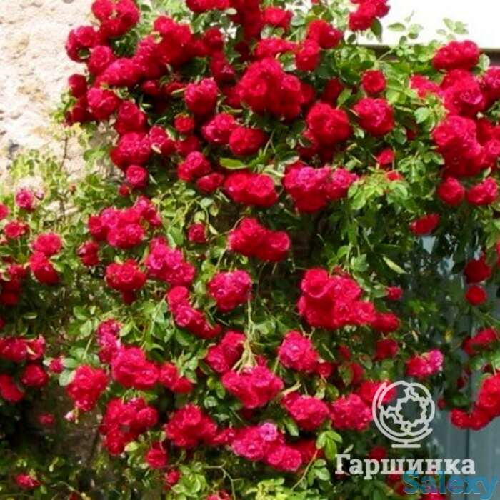 Роза Гримпант Кассандр плетистая, фотография 1