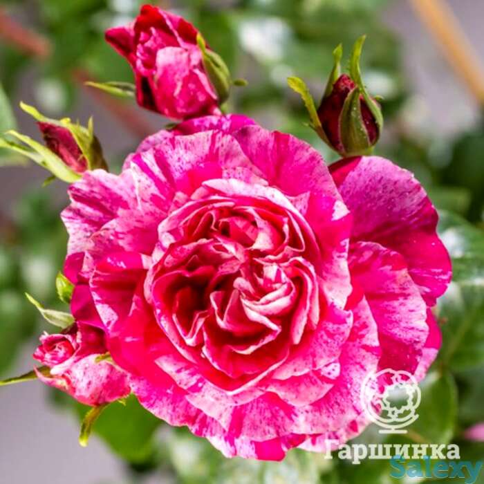 Роза инес састр плетистая, топалович, фотография 1