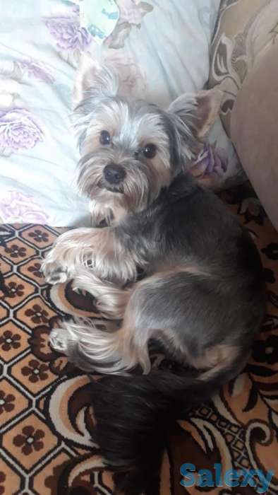 продам щенки, фотография 3