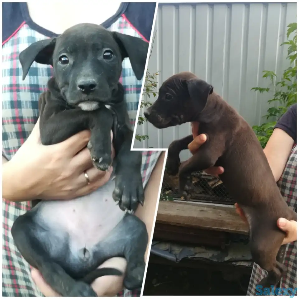 Стаффордширский терьер щенки продам, фотография 5