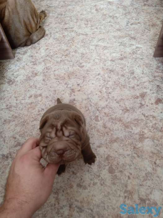 Шарпеи, фотография 1