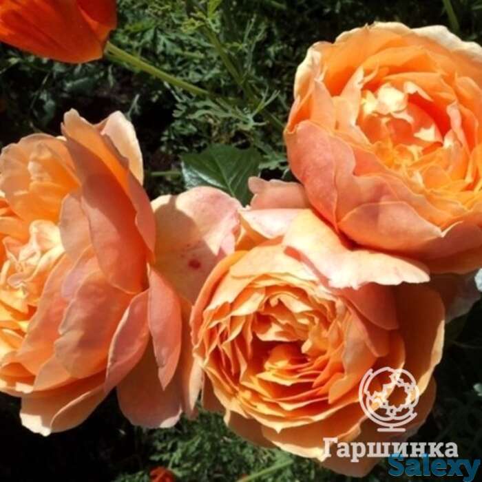 Роза ст.ричард чичестер/шерлок холмс, харкнесс, фотография 1