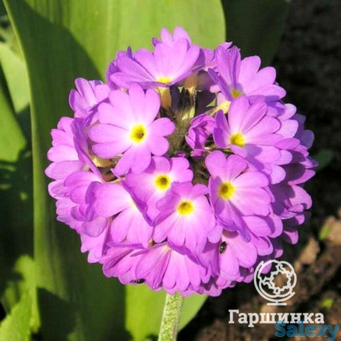 Примула мелкозубчатая Пинк, фотография 1