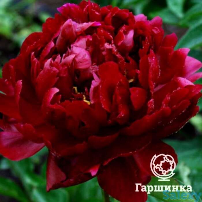 Пион франсуа ортега, фотография 1