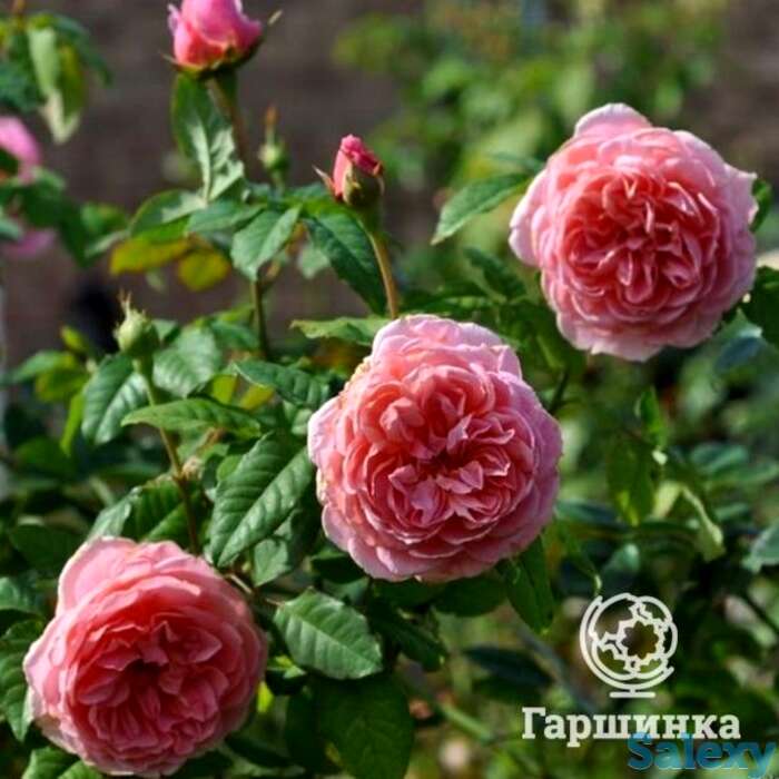 Роза френсис блейз, гийо, фотография 1