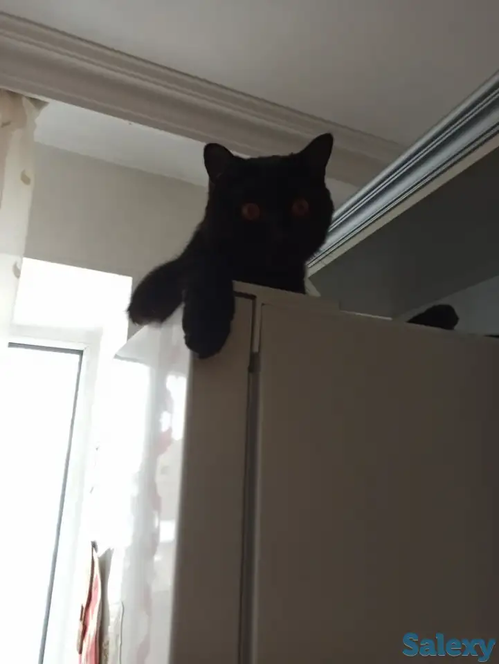 Отдам кота в хорошие руки, фотография 4