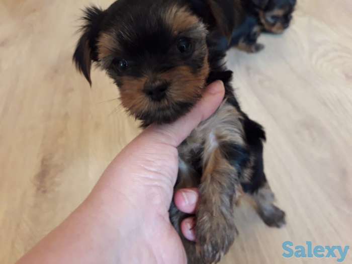 Очаровательные щенки йорка, фотография 2