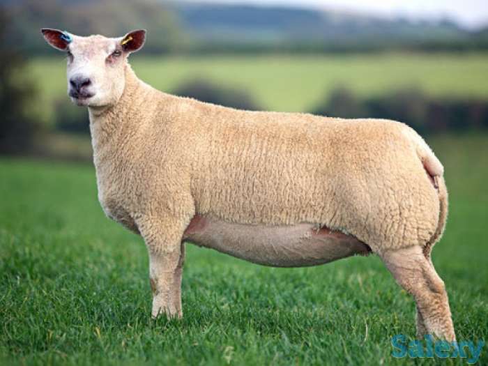 Племенные овцы Шароле (скот из Европы класса Элита и Элита Рекорд), фотография 1