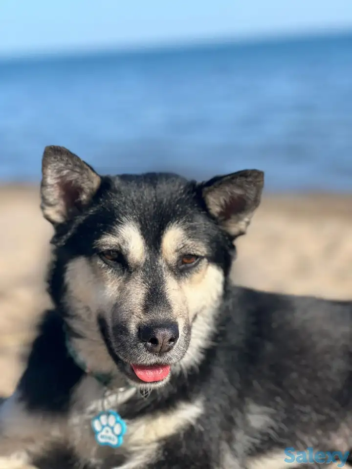 Пристраивается собака, фотография 5