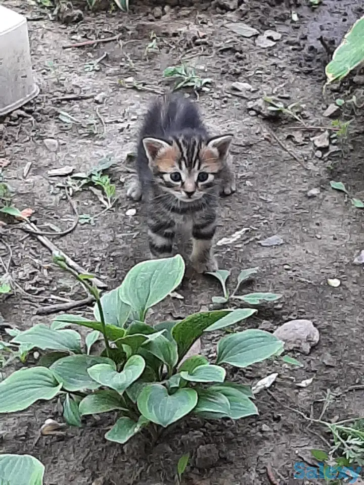 Потерялись хозяева у маленьких котят, фотография 12