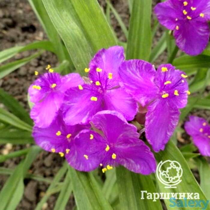 Традесканция Конкорд Грейп, фотография 1