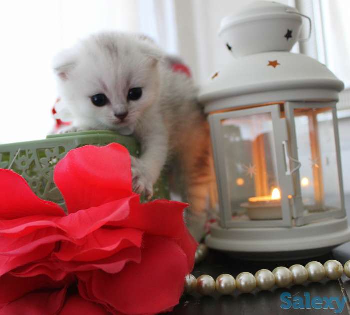 Шотландские шиншиллы, фотография 5