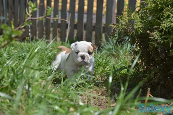 Английский бульдог, фотография 5