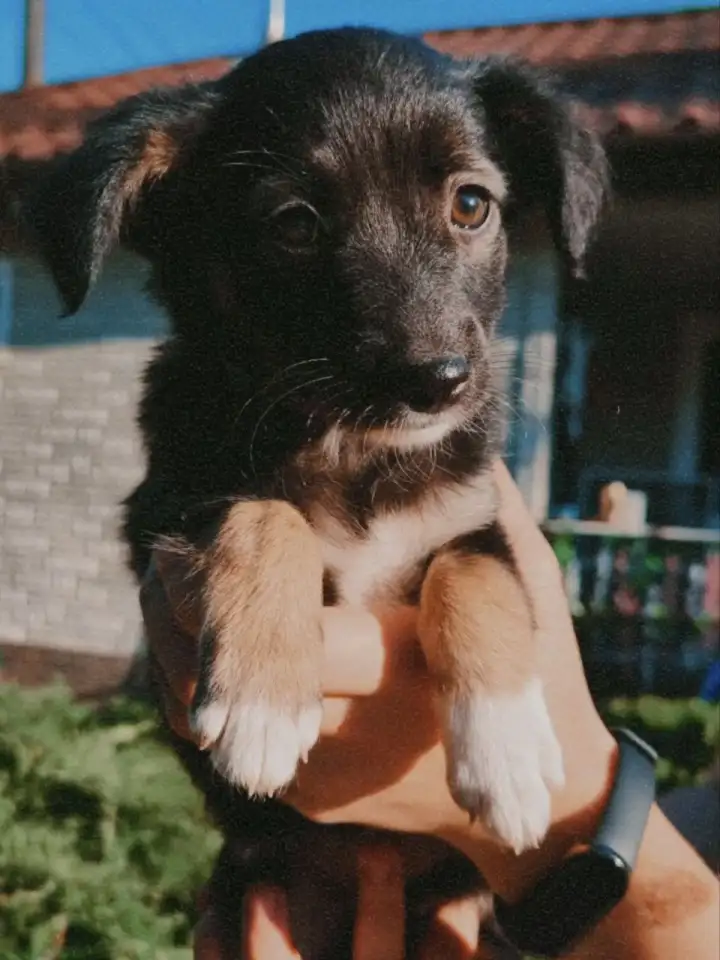 Щенки метисы от кинолога, фотография 4