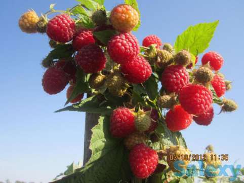 продам саженцы малины бабье лето, фотография 1