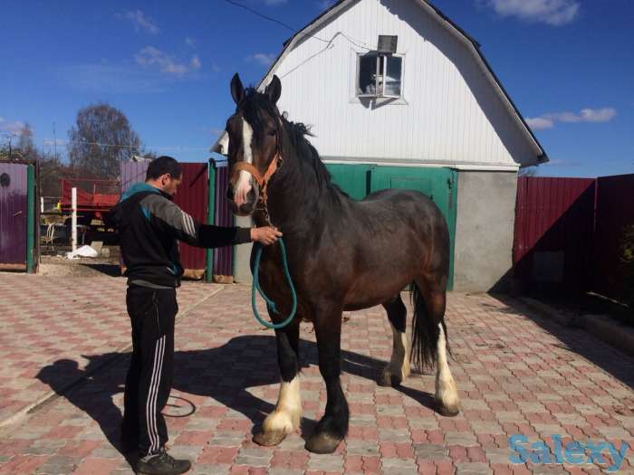 лошади, фотография 2