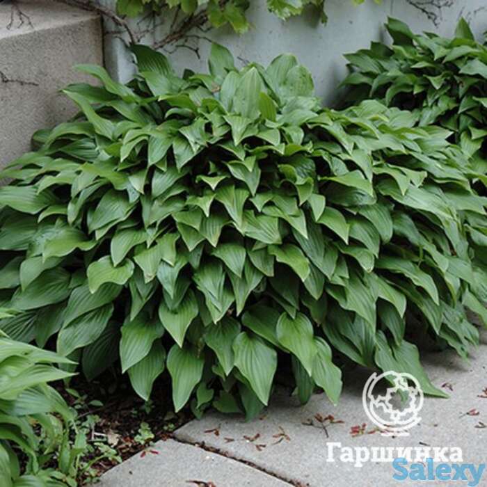 Хоста Инвийнсибл (SM), фотография 1