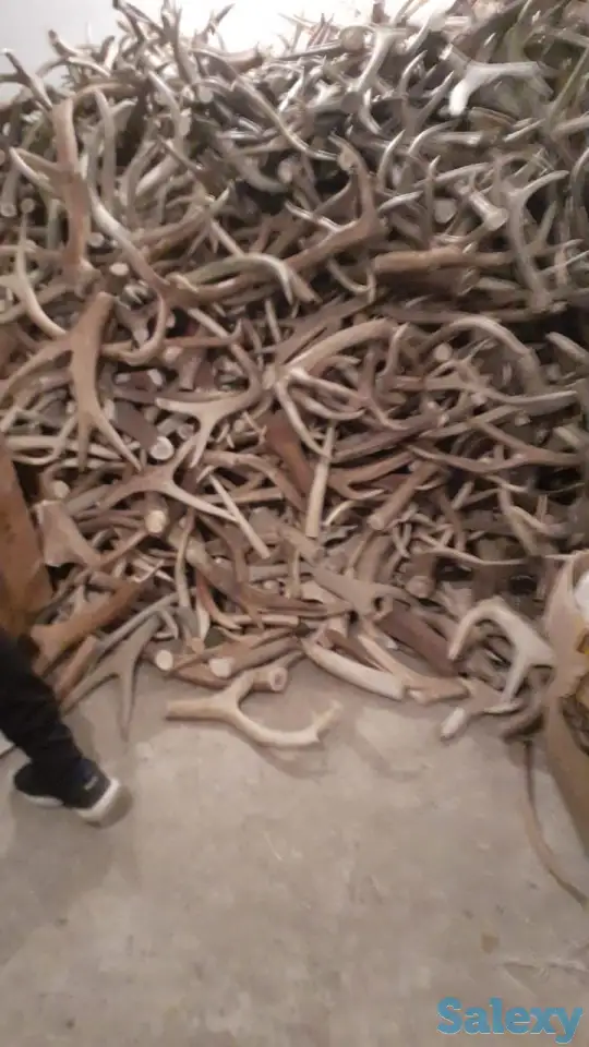 Куплю рога марала и Лосья, фотография 2