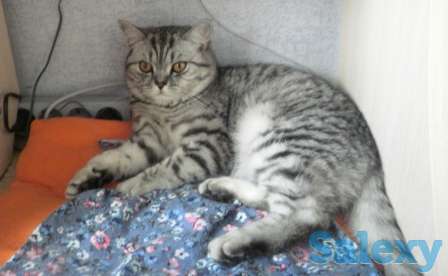 Продам недорого красивую кошечку, помесь шотландской вислоухой в связи с переездом, фотография 1