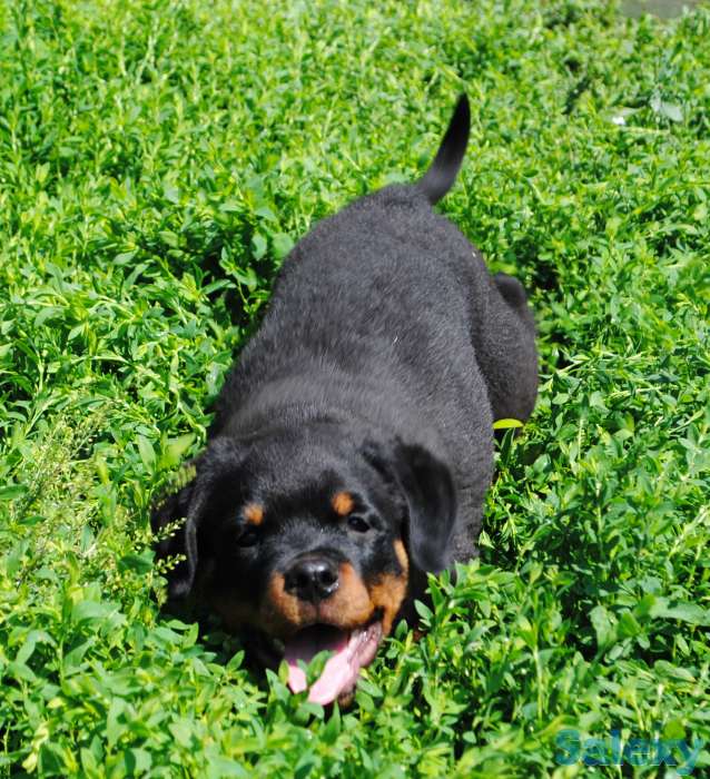 Перспективный малыш ротвейлера, фотография 1