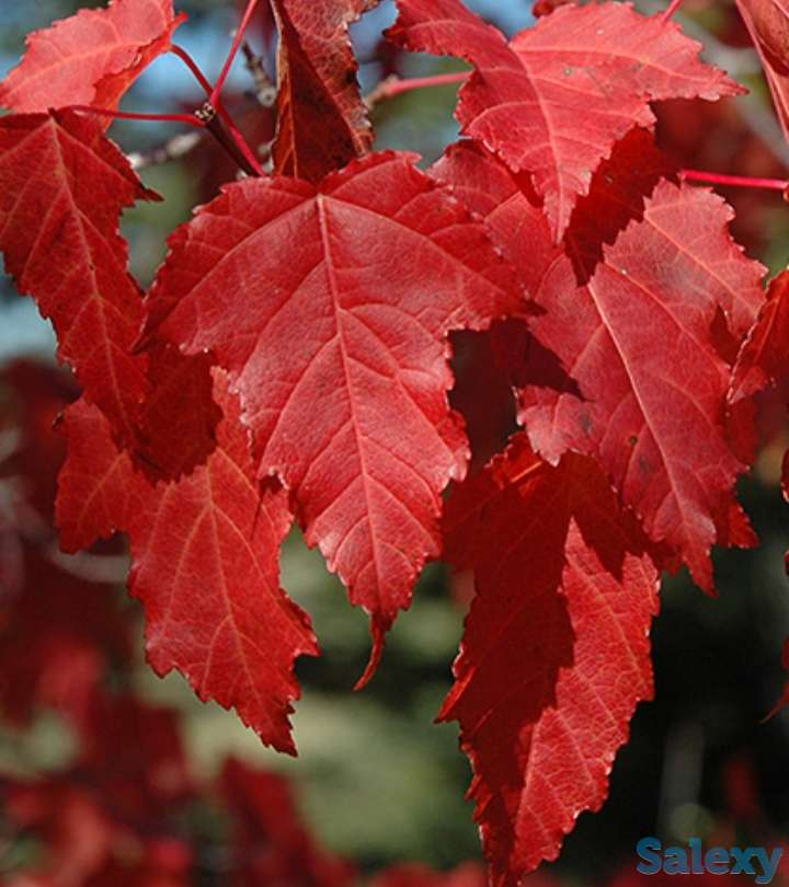 Семена Клен 