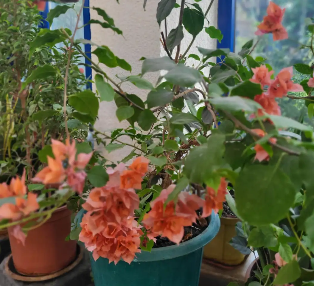 Продам роскошные Бугенвилии, фотография 2