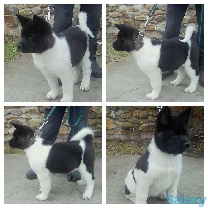 Элитные щенки американской акиты, фотография 4