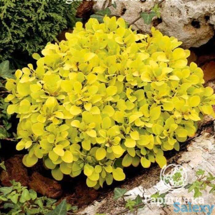 Барбарис спешиал голд, фотография 1