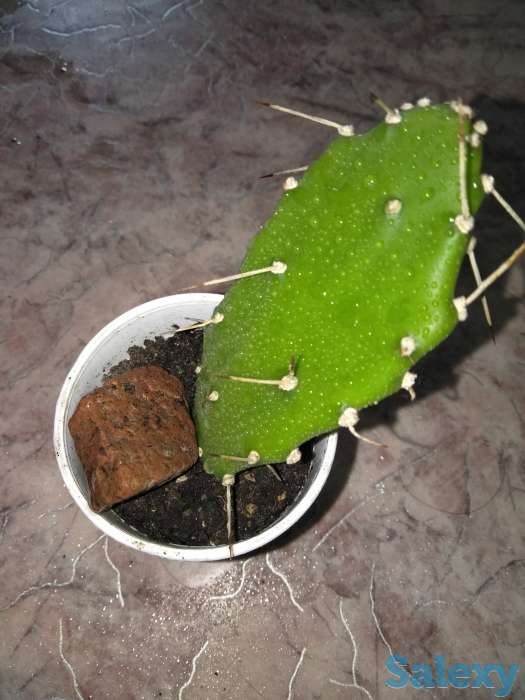 Опунция, фотография 1