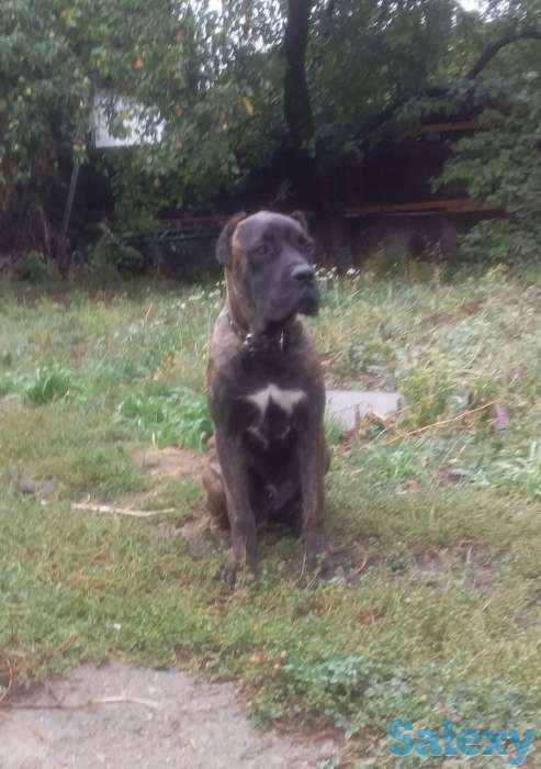 Продам тигровый окрас кобель, фотография 1