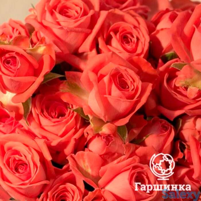 Роза барбадос, интерплант, фотография 1