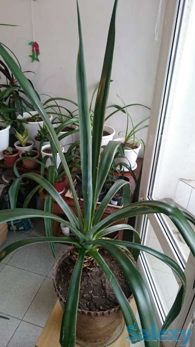 Агава латиноамериканская Сансевьера Ханни, фотография 6